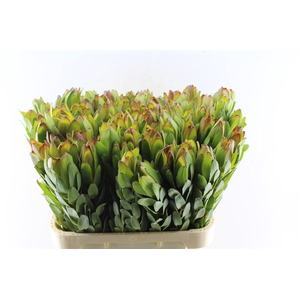 Leucad Saf Goldstrik