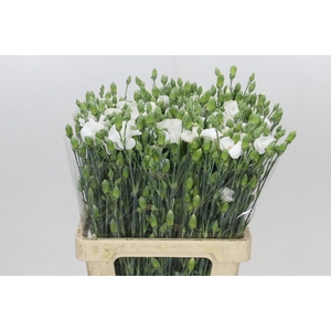 Dianthus Sp Symply Snow