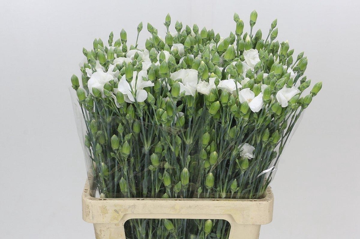 <h4>Dianthus Sp Symply Snow</h4>