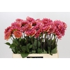 Dahlia Salmon Runner