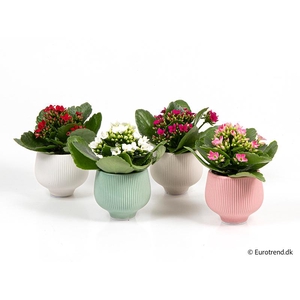 KALANCHOE BLOSSFELDIANA 'MINI'