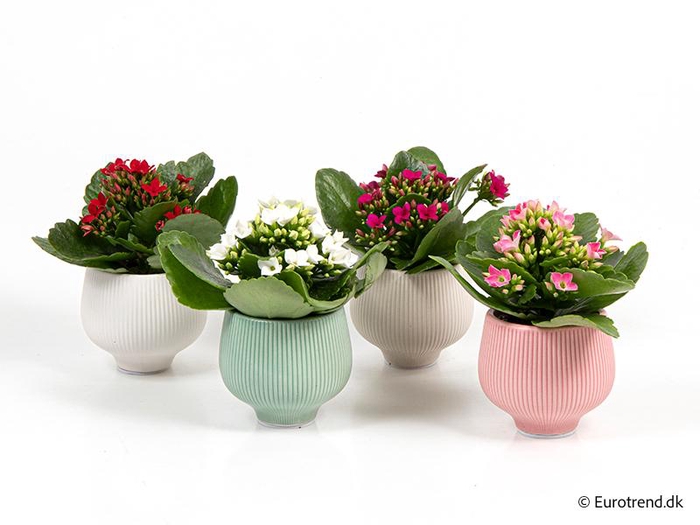 <h4>KALANCHOE BLOSSFELDIANA  p6</h4>