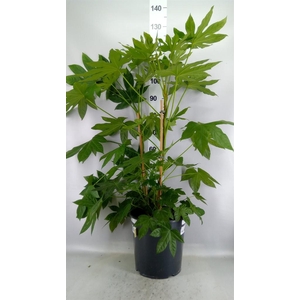 Fatsia japonica   ...