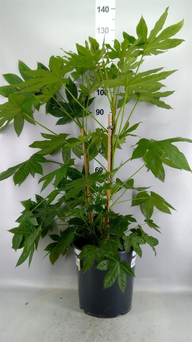 <h4>Fatsia japonica   ...</h4>