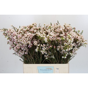 Chamelaucium Moonlight Delight