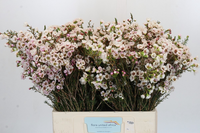 <h4>Chamelaucium Moonlight Delight</h4>