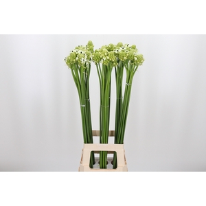Ornithogalum Saundersiae