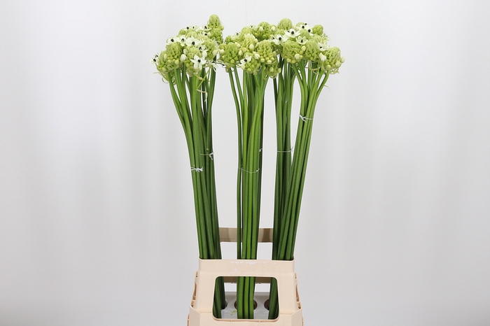 <h4>Ornithogalum Saundersiae</h4>