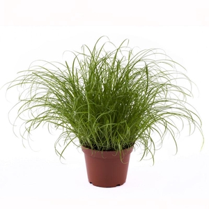 CYPERUS SPICIES