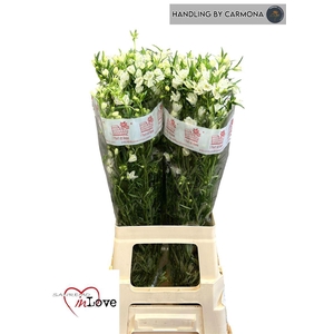 Delph En Morpho Silky White