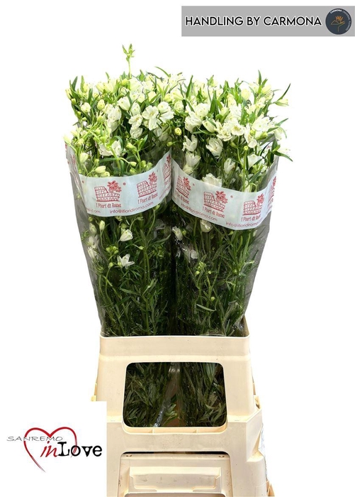 <h4>Delph En Morpho Silky White</h4>