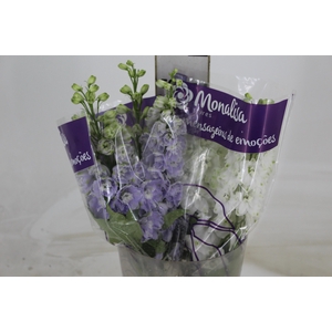 DELPHINIUM VARIADO 000