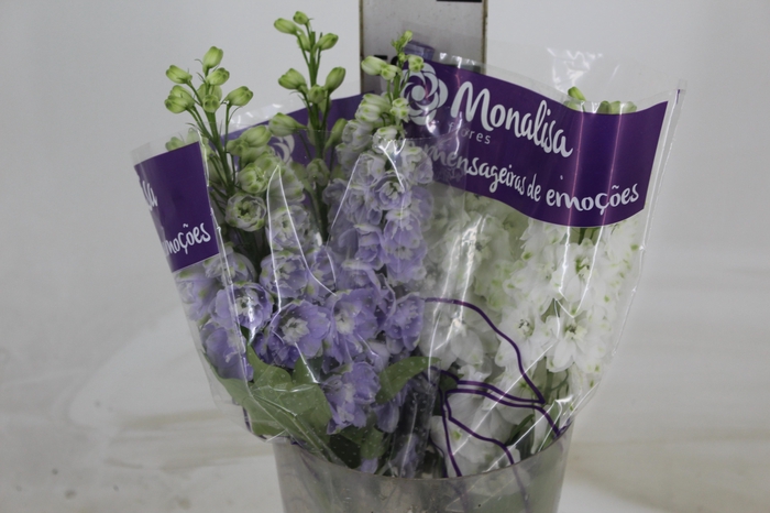 <h4>DELPHINIUM VARIADO 000</h4>