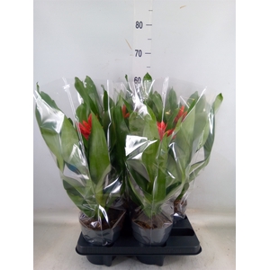 Aechmea  'Rozanne Elegant Red'