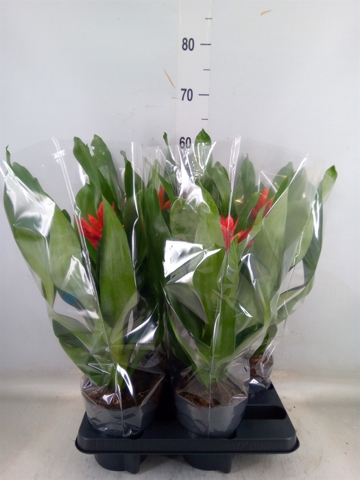 <h4>Aechmea  'Rozanne Elegant Red'</h4>