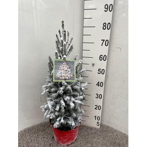 PICEA GL SUPER GREEN