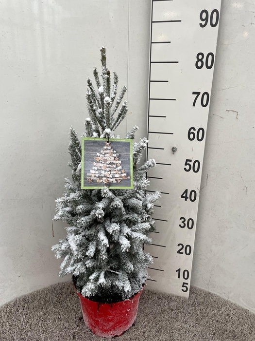 <h4>PICEA GL SUPER GREEN</h4>