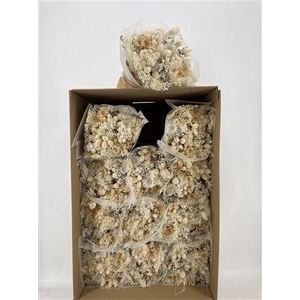 Dr Bqt Dried Fantasy White Bianco