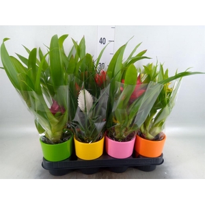 Bromelia   ...mix