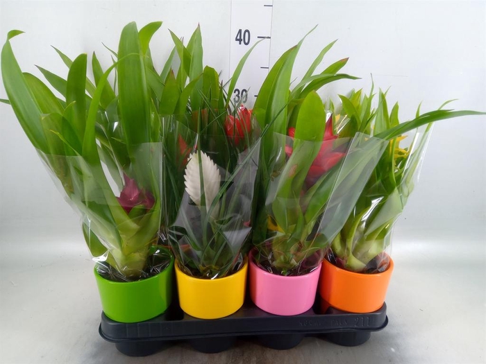 <h4>Bromelia ...mix</h4>