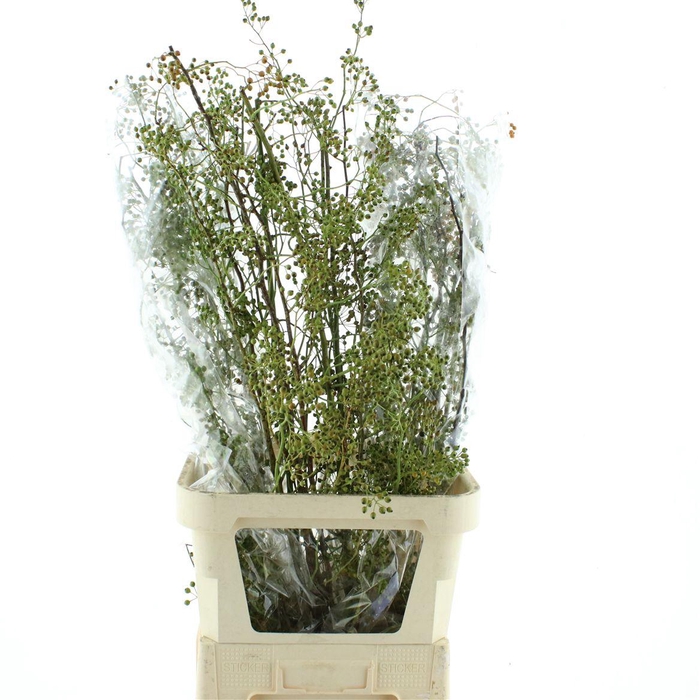 <h4>Rosa Corallo Green Orange</h4>
