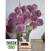 ALLIUM MYSTERY ARTISTIC