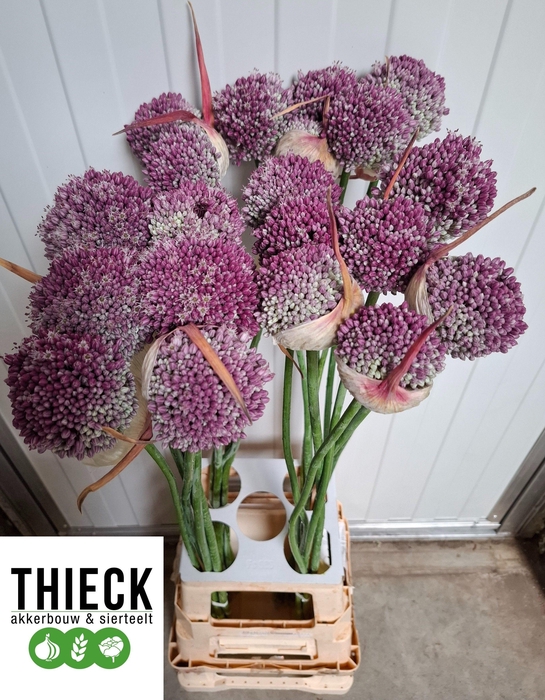ALLIUM MYSTERY ARTISTIC