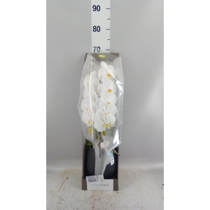 Phalaenopsis   ...white