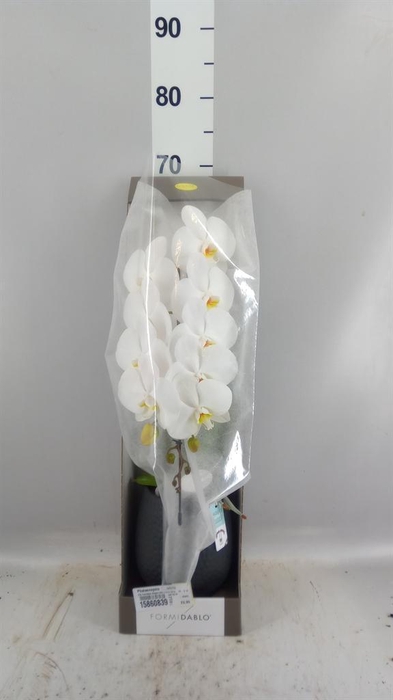 <h4>Phalaenopsis   ...white</h4>