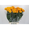 Tagetes Marigold Promise Light Orange