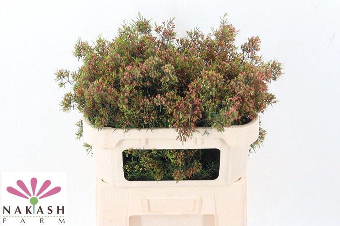 <h4>CHAME UN VEGA BLAD</h4>