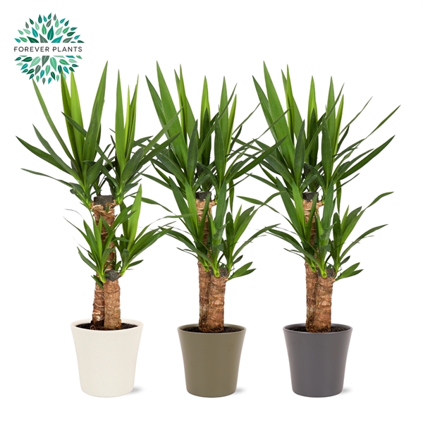 <h4>Yucca p19, 45+20 (2+ KOP) KARLA Keramiek</h4>