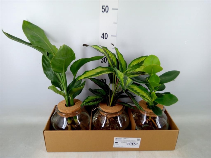 <h4>Planten ..mix</h4>