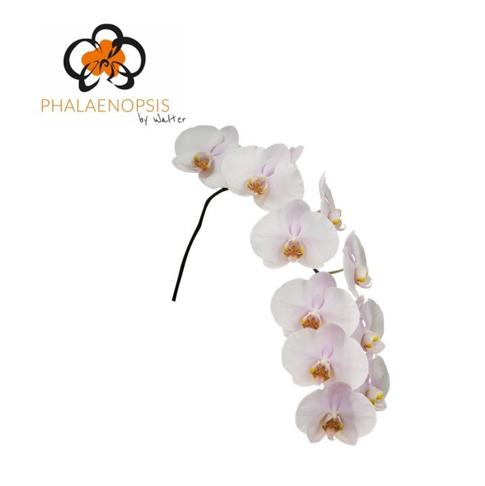 <h4>Phalaenopsis Alpha 10-14 Doos</h4>