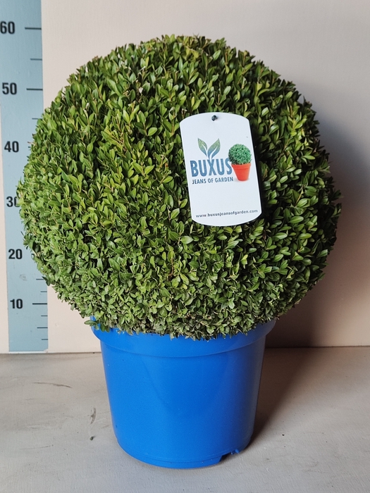 <h4>BUXU SEMPERVIRENS</h4>