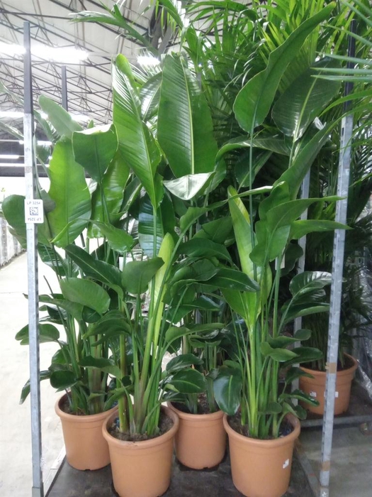 <h4>Strelitzia nicolai</h4>