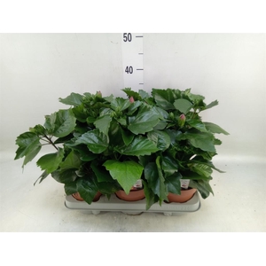 Hibiscus rosa-sin.   ...