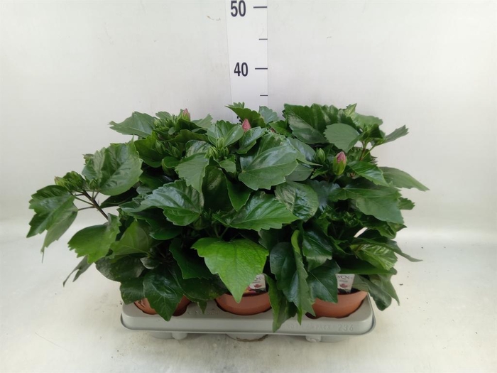 <h4>Hibiscus rosa-sin.   ...</h4>