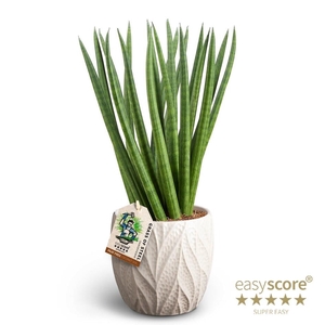 SANSEVIERIA CYLINDRICA P12 LEAF SAND SPAGH