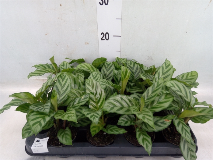 <h4>Calathea  'Freddie'</h4>