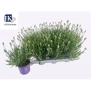 LAVAN IN EDELWEISS