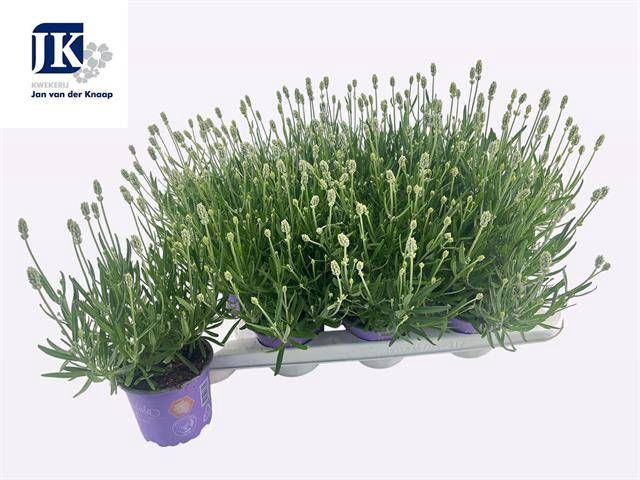 <h4>LAVAN IN EDELWEISS</h4>