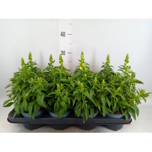 Antirrhinum majus   ...
