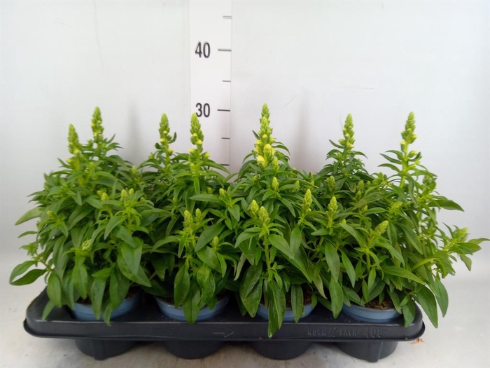 <h4>Antirrhinum majus   ...</h4>
