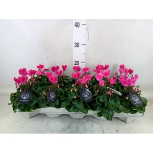 Cyclamen KL 'Veranda'