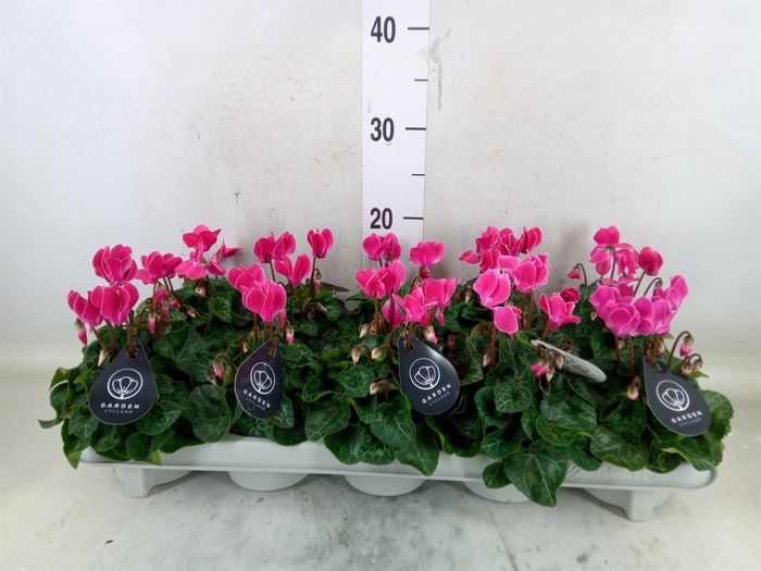 <h4>Cyclamen KL 'Veranda'</h4>