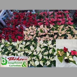 Euphor P Mixk 1 Kleur Per Tray