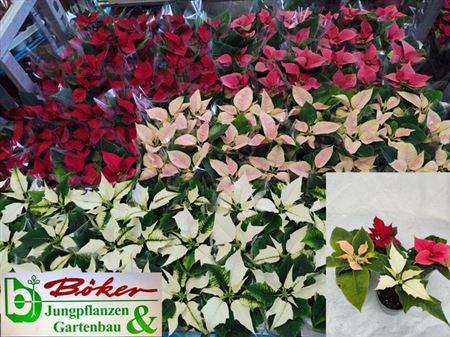 <h4>Euphor P Mixk 1 Kleur Per Tray</h4>