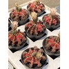 Gymnocalyc Japan