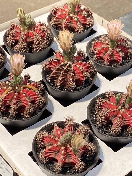 Gymnocalyc Japan